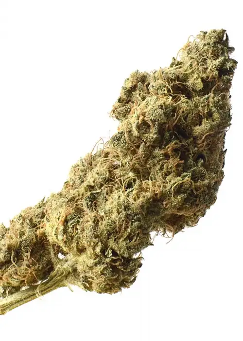 White Choco Haze by Amsterdam Genetics, Photoperiod cannabis strain
