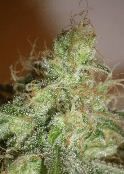White Chronic by Cream of the Crop Seeds, Photoperiod cannabis strain
