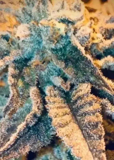 White Cookies Auto by Captain Red Beard Seeds, Autoflower cannabis strain