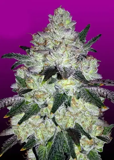 White Cookies by Relentless Genetics, Photoperiod cannabis strain
