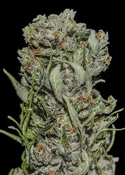 White Critical Express by Kalashnikov Seeds, Photoperiod cannabis strain
