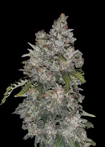 White Critical Kush Automatic by Club Riot Seeds, Autoflower cannabis strain