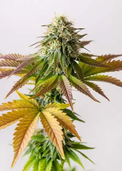 White Critical by Original Sensible Seeds, Photoperiod cannabis strain