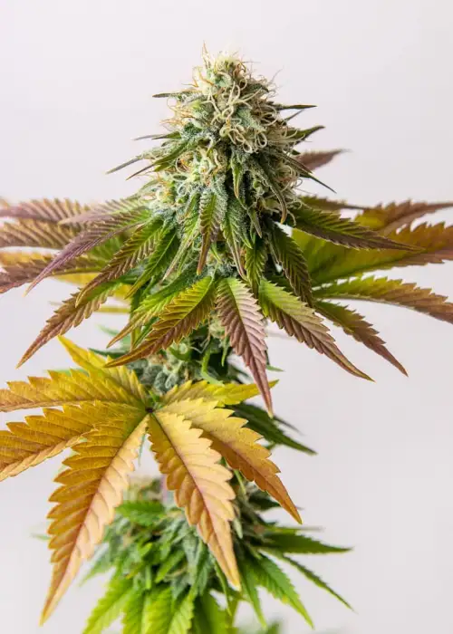 White Critical by Original Sensible Seeds, Photoperiod cannabis strain