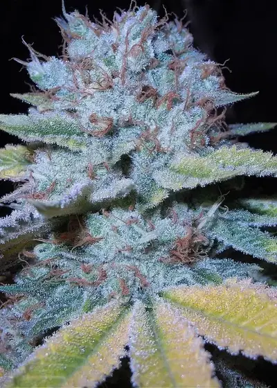 White Dawg by Top Dawg Seeds, Photoperiod cannabis strain