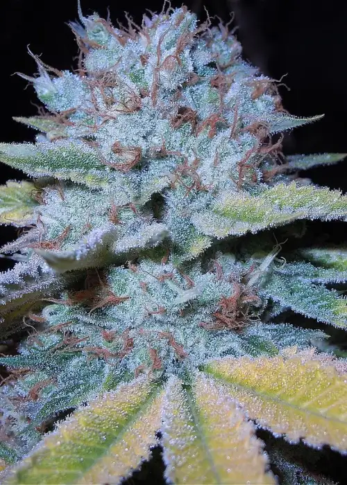 White Dawg by Top Dawg Seeds, Photoperiod cannabis strain