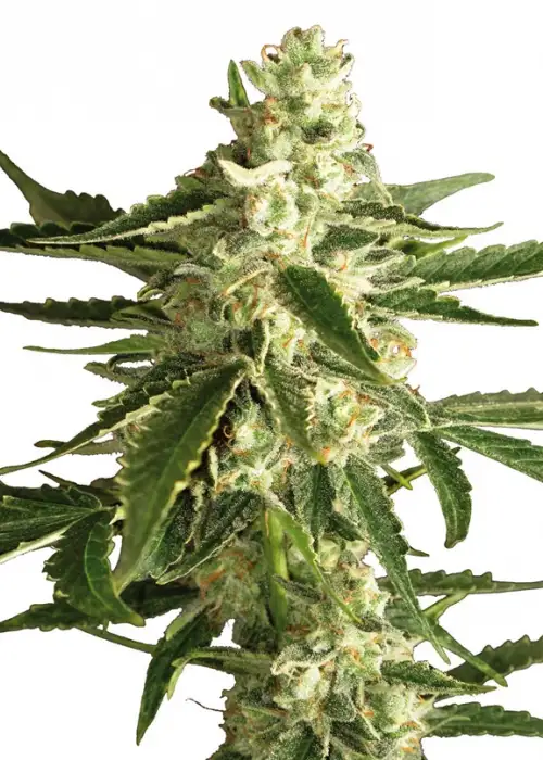 White Diesel Haze Automatic by White Label, Autoflower cannabis strain