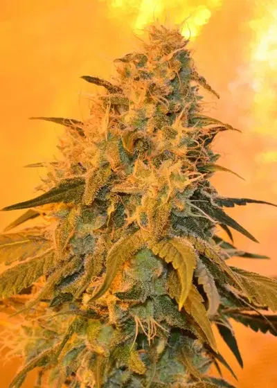 White Dragon by Eva Seeds, Photoperiod cannabis strain