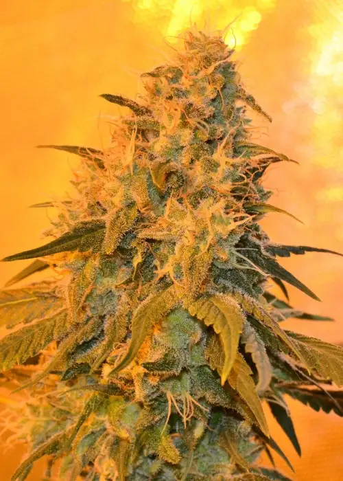 White Dragon by Eva Seeds, Photoperiod cannabis strain