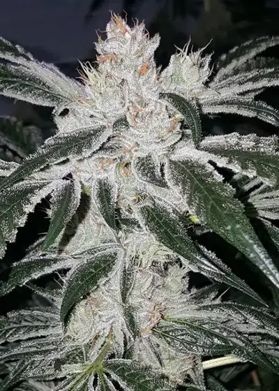 White Durban by Jungle Boys, Photoperiod cannabis strain
