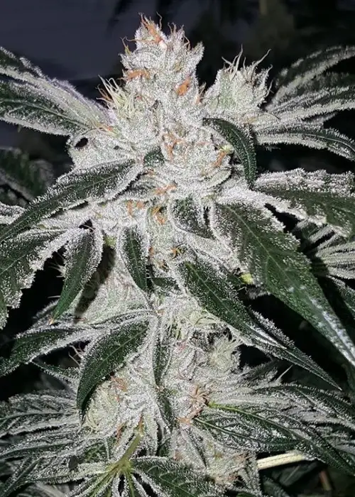 White Durban by Jungle Boys, Photoperiod cannabis strain