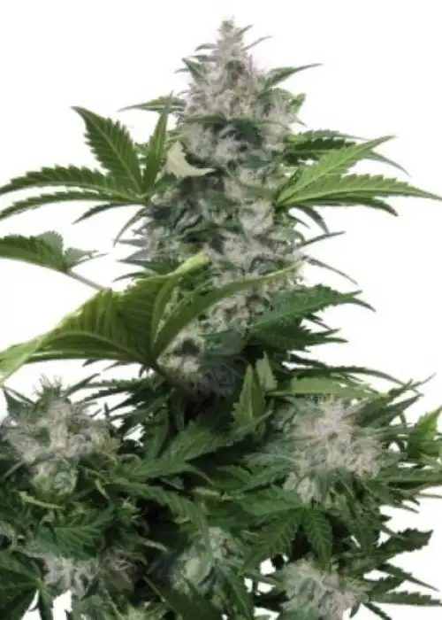 White Dwarf by Buddha Seeds, Autoflower cannabis strain