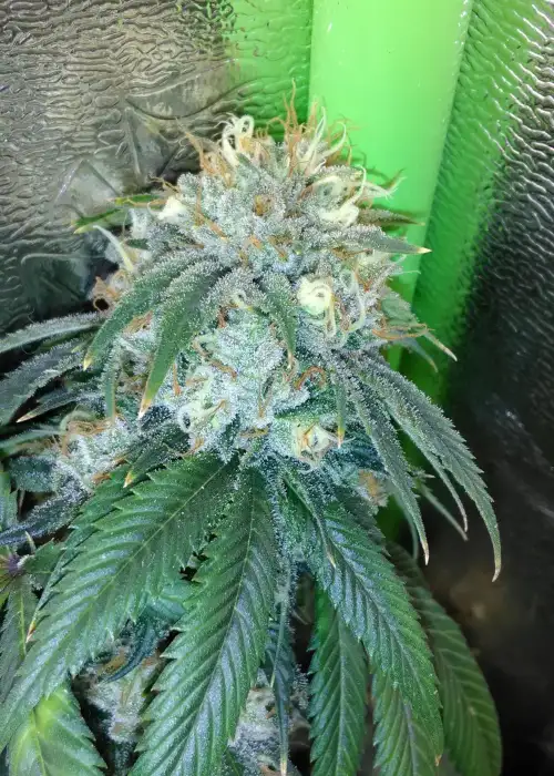 White Fire #43 X Chemdog D by Humboldt CSI, Photoperiod cannabis strain