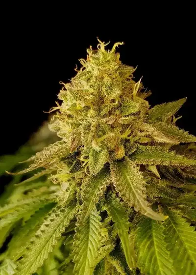 White Fire Octane by Inseedious Seeds, Photoperiod cannabis strain