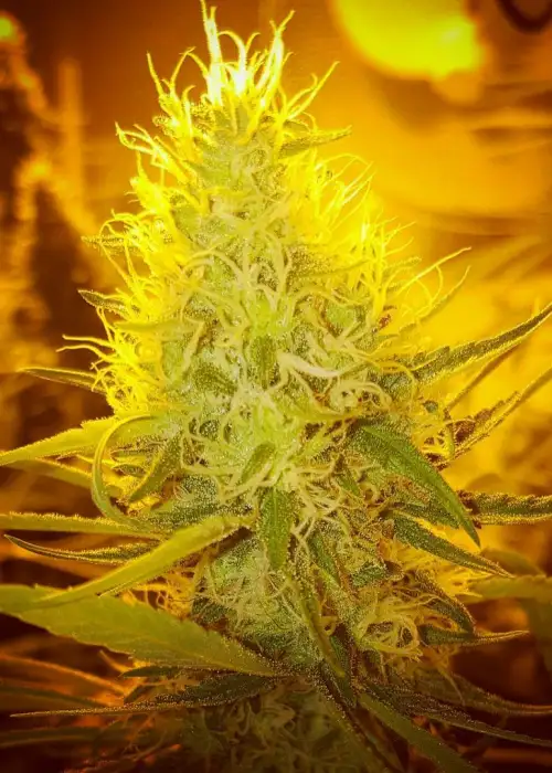 White Funk by Gage Green, Photoperiod cannabis strain