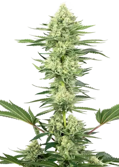 White Gorilla Haze by White Label, Photoperiod cannabis strain