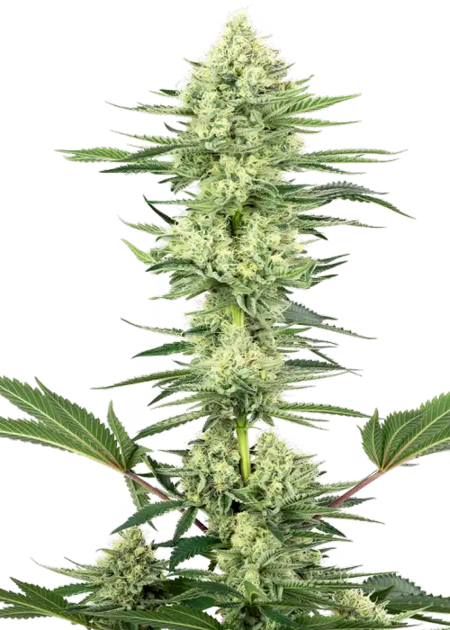 White Gorilla Haze by White Label, Photoperiod cannabis strain