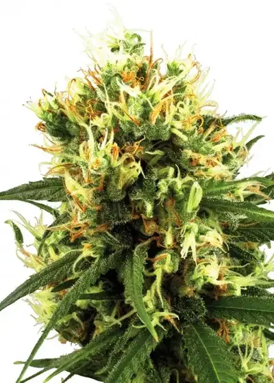 White Haze Automatic by White Label, Autoflower cannabis strain