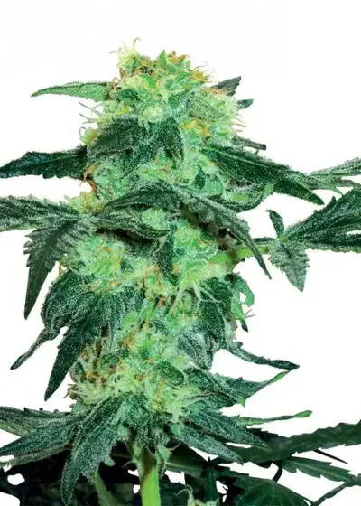 White Ice by White Label, Photoperiod cannabis strain