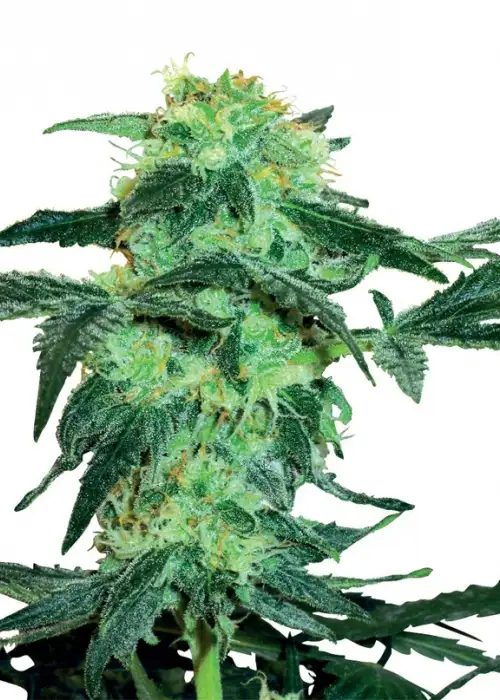 White Ice by White Label, Photoperiod cannabis strain