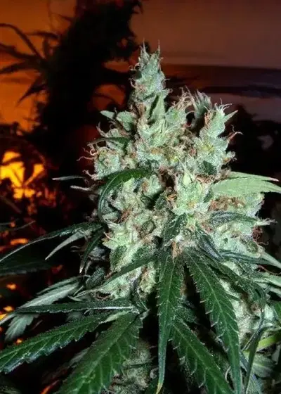 White Indica by Ceres seeds, Photoperiod cannabis strain