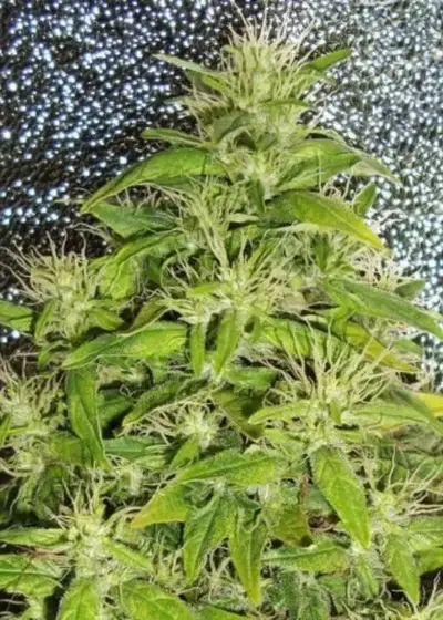 White Island by Kiwi Seeds, Photoperiod cannabis strain