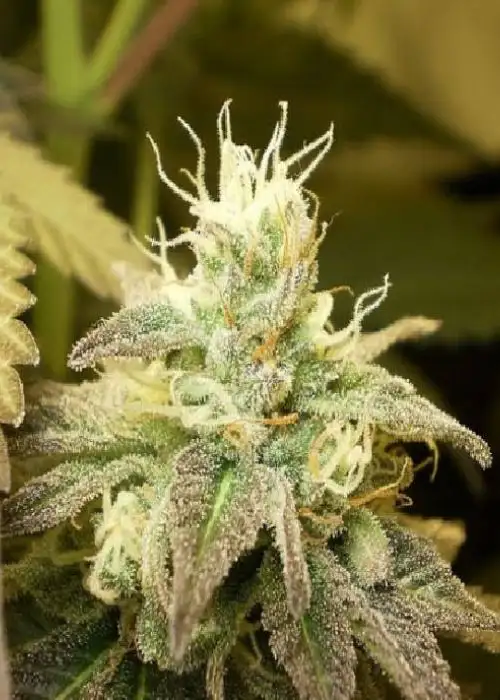 White KC by KC Brains, Photoperiod cannabis strain