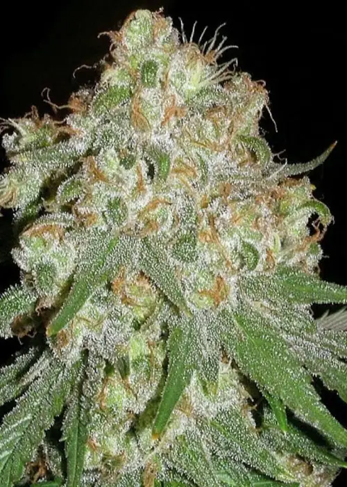 White Lady OG by 710 Genetics, Photoperiod cannabis strain