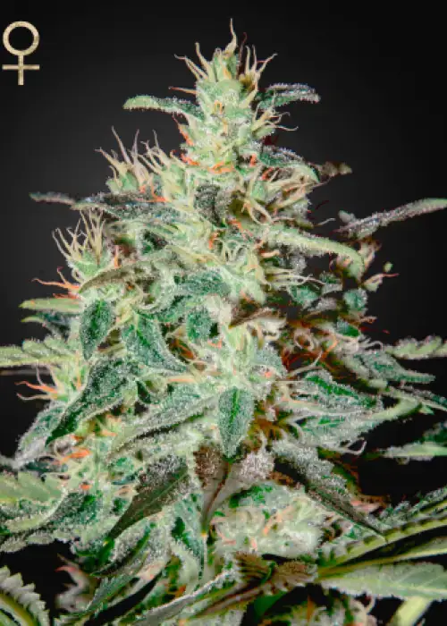 White Lemon by Strain Hunters, Photoperiod cannabis strain