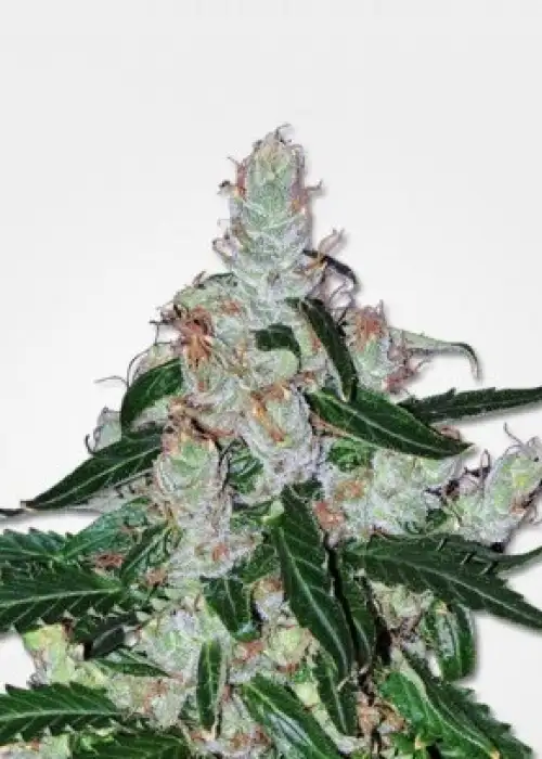 White LSD Auto by MSNL Seeds, Autoflower cannabis strain