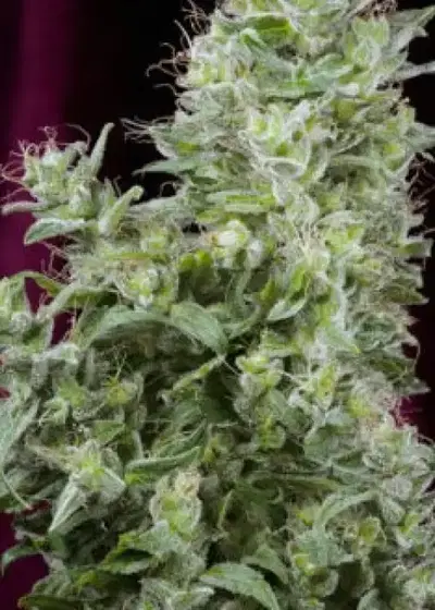 White Magic by Mandala, Photoperiod cannabis strain