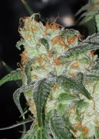 White OG by Karma Genetics, Photoperiod cannabis strain