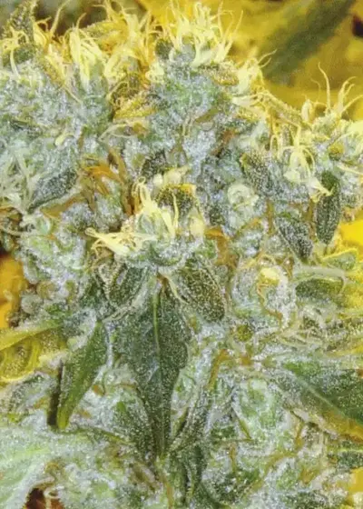 White Panther by Ceres seeds, Photoperiod cannabis strain