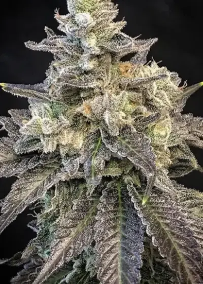 White Pie by Relentless Genetics, Photoperiod cannabis strain
