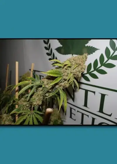 White Platinum OG by Relentless Genetics, Photoperiod cannabis strain
