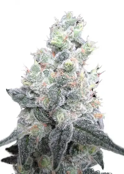 White Rhino by Mediseed Man, Photoperiod cannabis strain