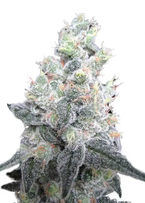 White Rhino by Mediseed Man, Photoperiod cannabis strain