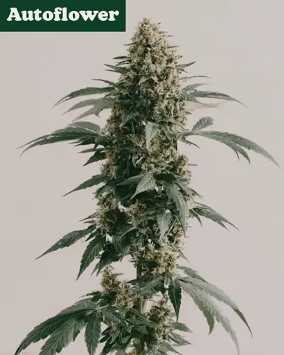 White Runtz Autoflower by ILGM, Autoflower cannabis strain