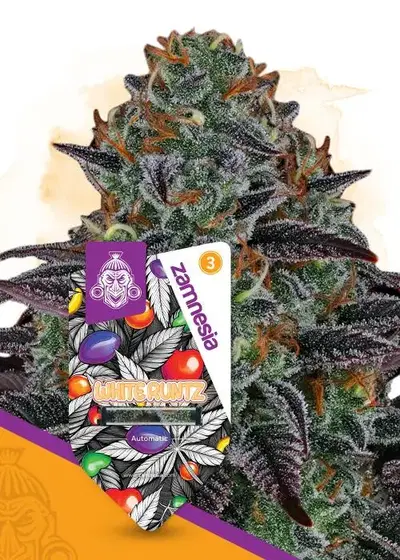 White Runtz Automatic by Zamnesia Seeds, Autoflower cannabis strain