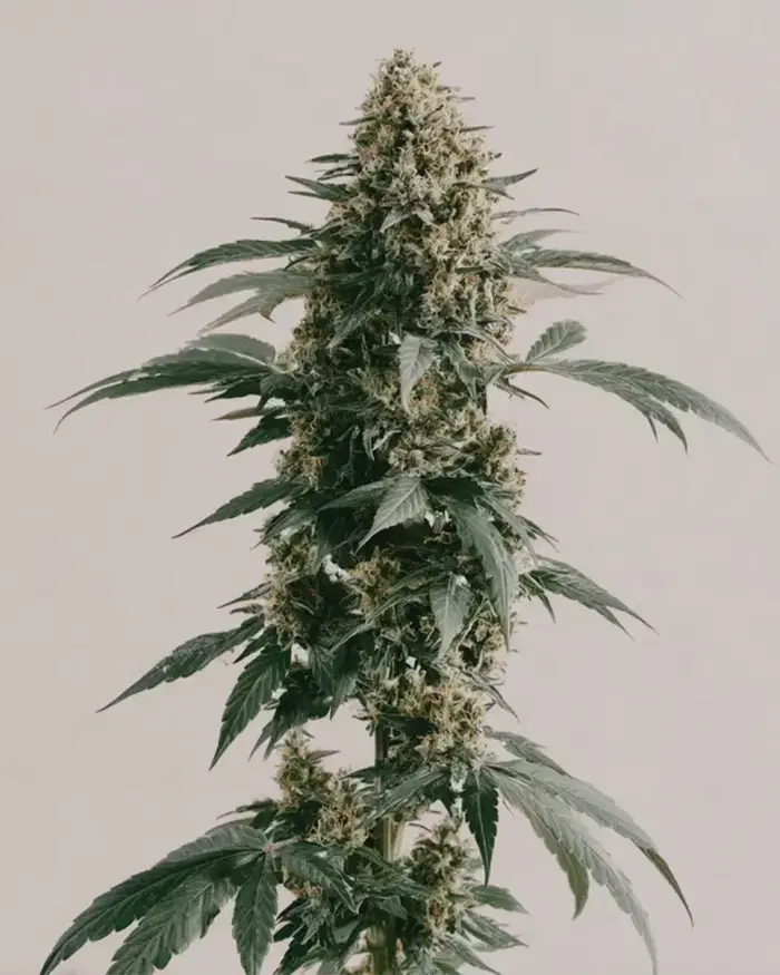 White Runtz by ILGM, Photoperiod cannabis strain