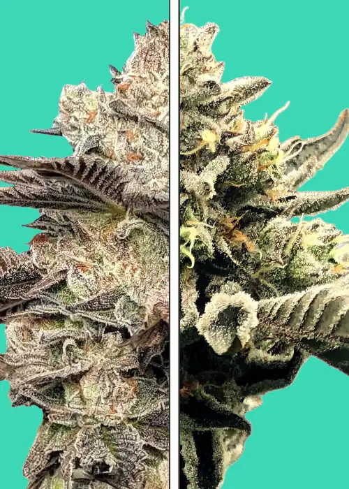 White Runtz x Gelato 41 by Nupeddler, Photoperiod cannabis strain