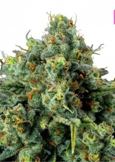 White Russia by Hy-seeds, Photoperiod cannabis strain