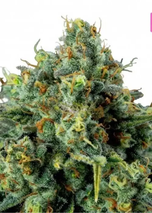 White Russia by Hy-seeds, Photoperiod cannabis strain