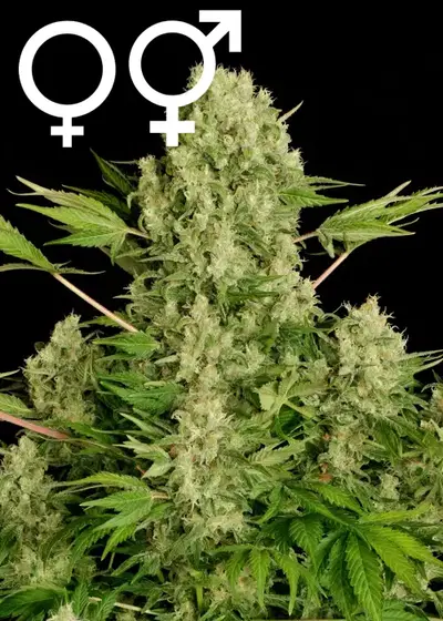 White Russian by Serious Seeds, Photoperiod cannabis strain