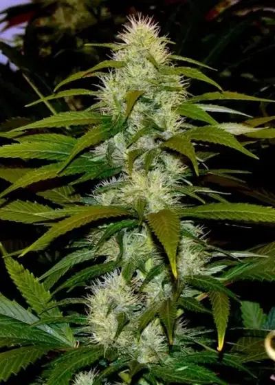 White Satin by Mandala, Photoperiod cannabis strain