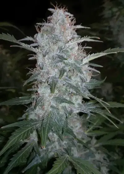 White Sirius by Flash Seeds, Autoflower cannabis strain