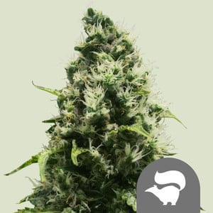 White Skunk Regular by White Label, Photoperiod cannabis strain