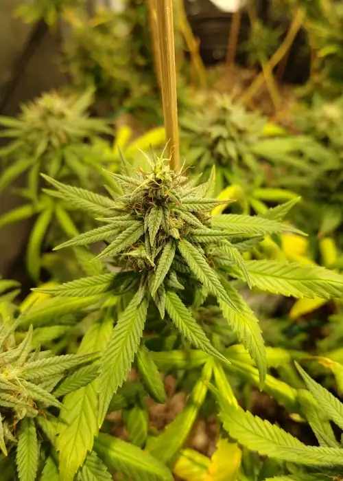 White Spanish by VIP Seeds, Photoperiod cannabis strain