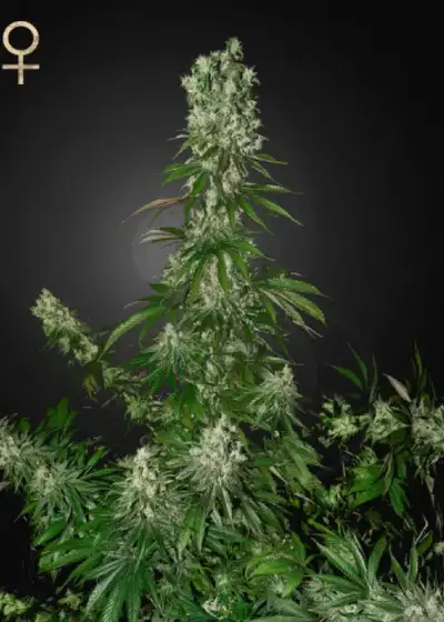 White Strawberry Skunk by Strain Hunters, Photoperiod cannabis strain