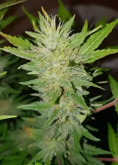 White Sugar OG by Aztech, Photoperiod cannabis strain
